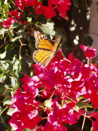P1020015.JPG