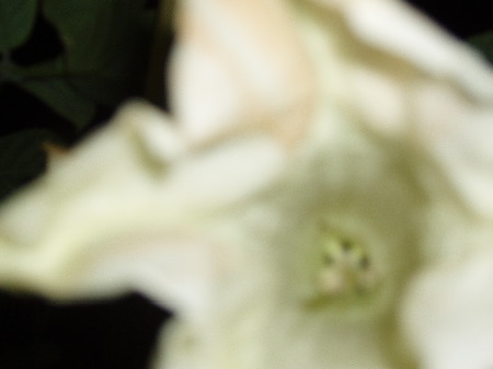 P1020009.JPG