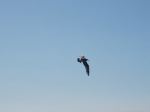 P1010007.JPG